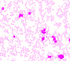 新型號上市 | JSY系列細胞計數(shù)儀迎來新伙伴！